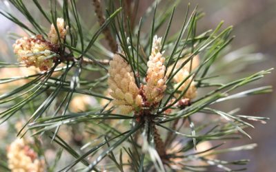 Pollen de pin