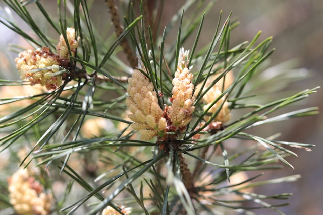 Pollen de pin