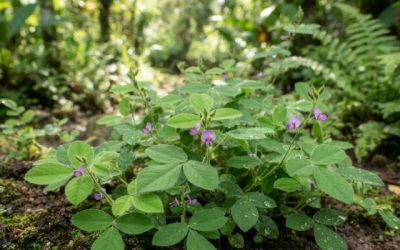 Desmodium