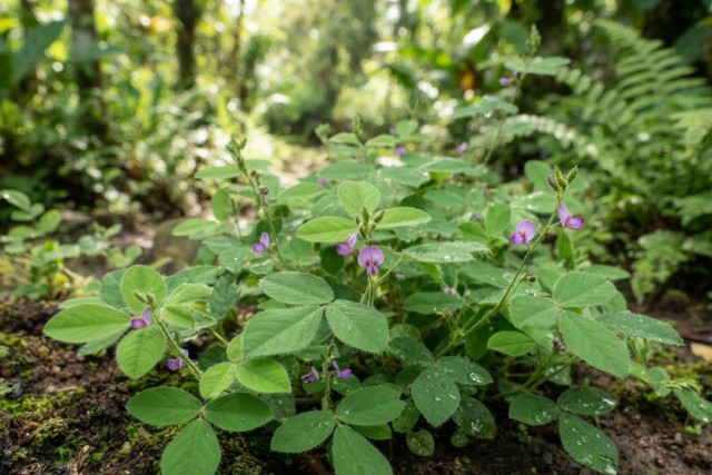 Desmodium