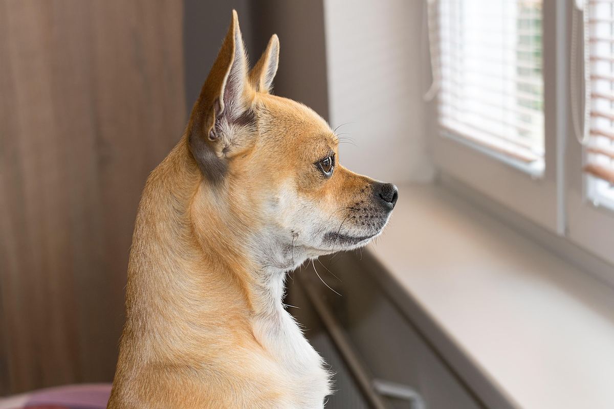 Un petit chien de race chihuahua observe la fenêtre éclairée