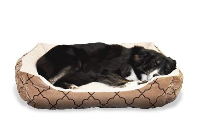 Un chien noir dort paisiblement dans son coussin rembourré