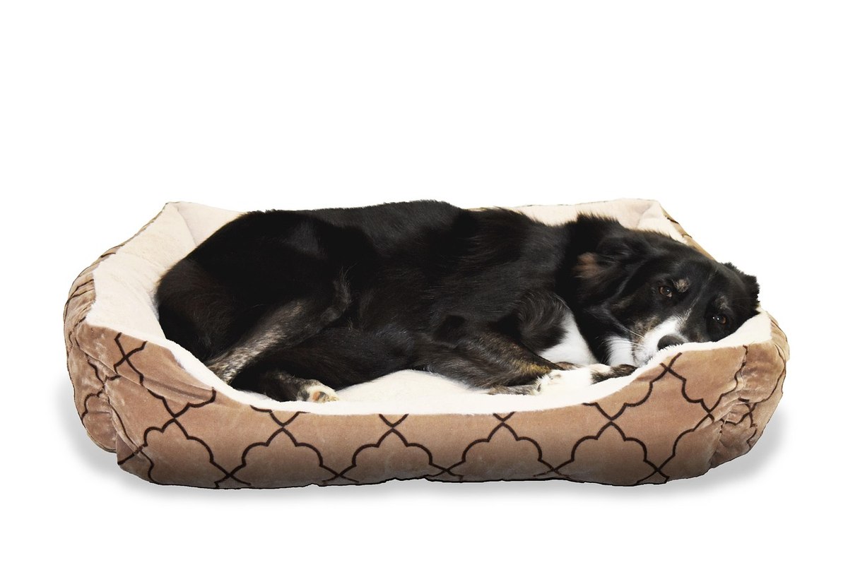 Un chien noir dort paisiblement dans son coussin rembourré