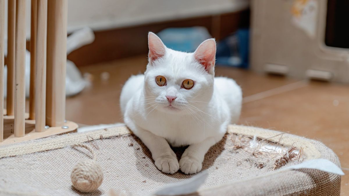 Chat blanc posé sur un grattoir de sisal, yeux jaunes fixés