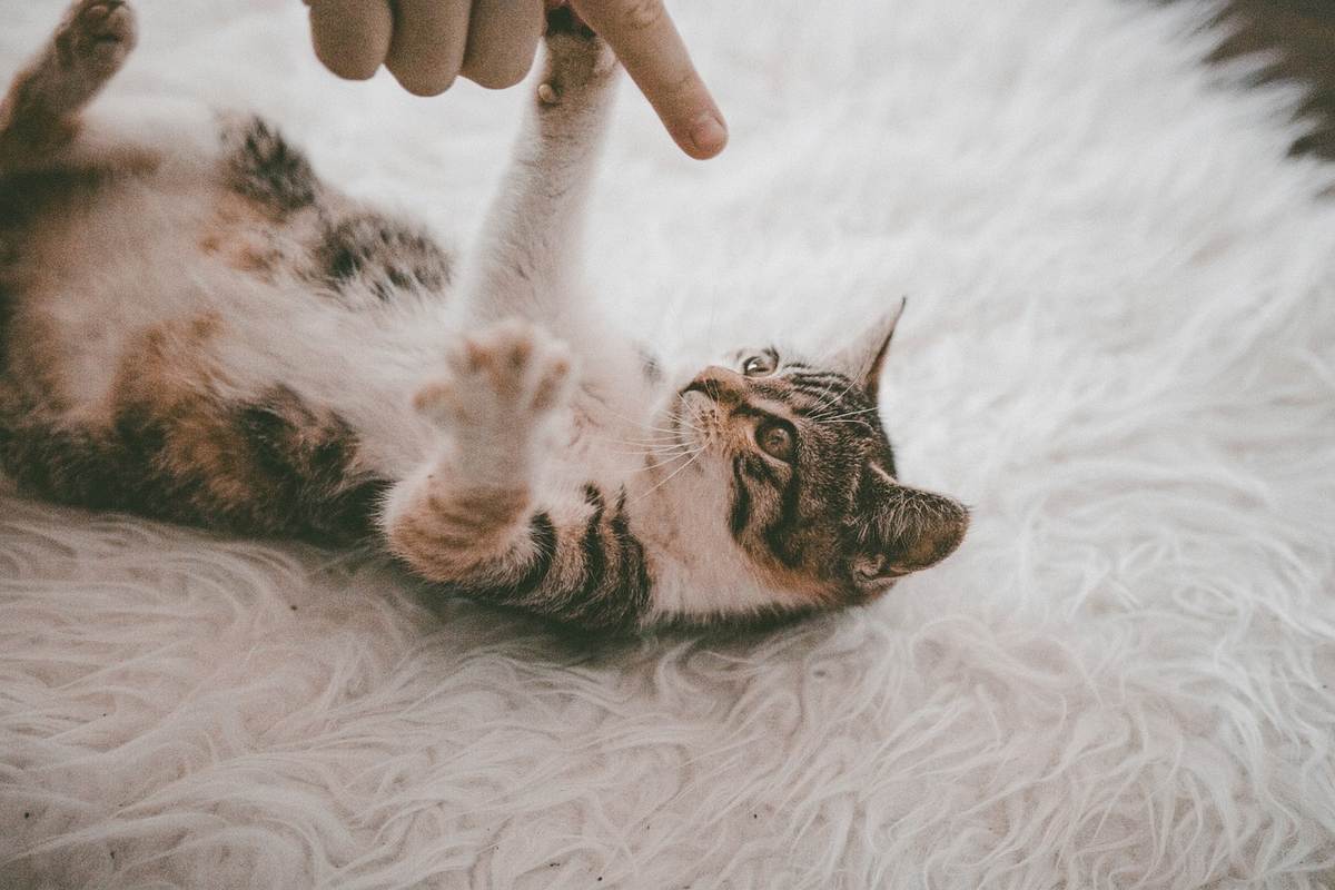 Un chat joue avec une main qui touche son patte sur un tapis moelleux