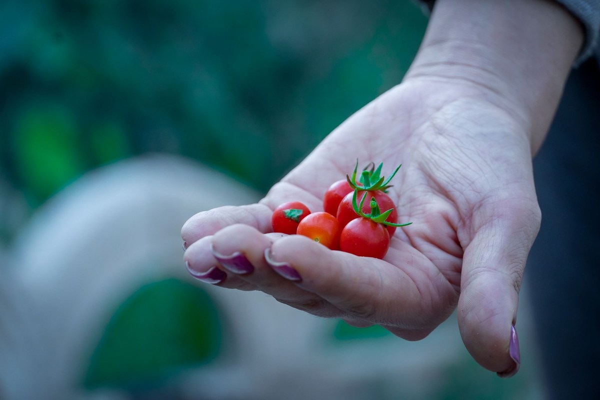 Main tenant des tomates cerises avec leurs pieds verts, une plus grande que les autres Main tenant des tomates cerises avec leurs pieds verts, une plus grande que les autres