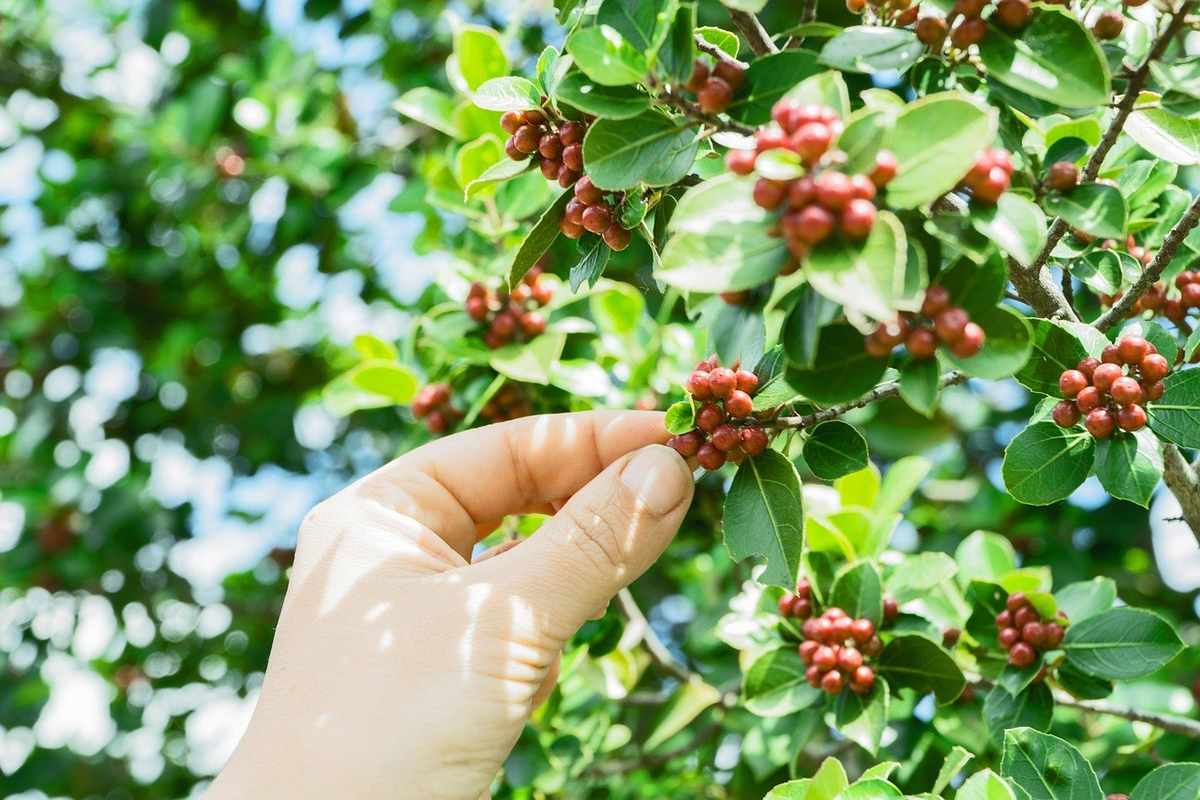 Main cueillant des baies rouges sur un buisson avec feuilles vertes, sous un ciel bleu Main cueillant des baies rouges sur un buisson avec feuilles vertes, sous un ciel bleu