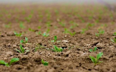 Petits plants verts poussent dans un sol terne et meuble