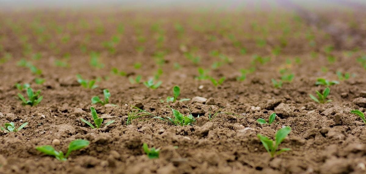 Petits plants verts poussent dans un sol terne et meuble